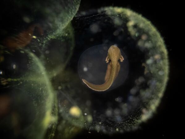 Победник Џулијан Терерос-Мартин „Обична жаба“, фотографисано у Месингему. - Sputnik Србија