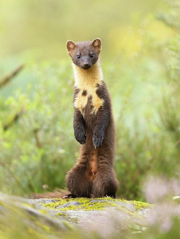 Победник Аластер „Зелена куна“, сликано у Арднамурхану, Шкотској. - Sputnik Србија