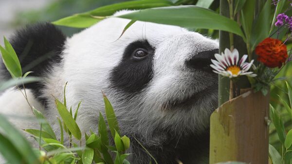Panda Dindin vo vremя prazdnovaniя dnя roždeniя v Moskovskom zooparke - Sputnik Srbija