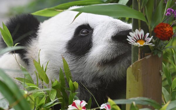Panda Dindin tokom proslave rođendana u Moskovskom zoološkom vrtu. Ove godine ova panda puni 9 godina. - Sputnik Srbija