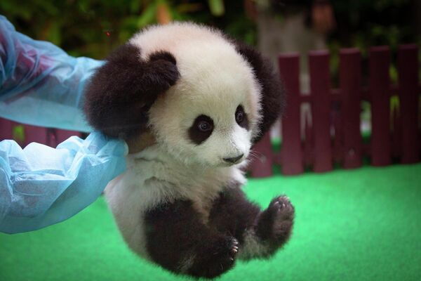 Radnik zoološkog vrta igra se sa novorođenom pandom u Zoološkom vrtu Malezije u Kuala Lumpuru u maju 2018. godine. - Sputnik Srbija