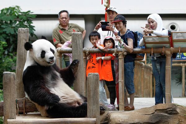 Posetioci fotografišu pandu Sing Sing, ranije poznatu kao Fu Va, a koja je jedna od dve džinovske pande iz Kine, u Centru za očuvanje džinovskih pandi u Nacionalnom zoološkom vrtu u Kuala Lumpuru, Malezija, u petak, 11. decembra 2015. godine. Dve džinovske pande su pozajmljene Maleziji iz Kine na 10 godina, počev od 21. maja 2014. godine, povodom obeležavanja 40. godišnjice uspostavljanja diplomatskih odnosa između dve zemlje. - Sputnik Srbija