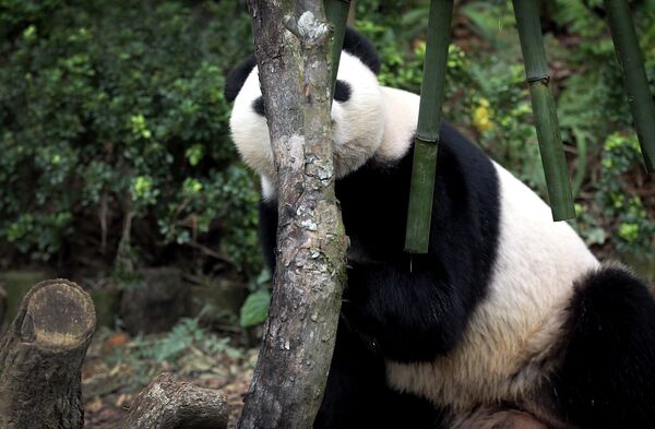 Džija Džija, ženka džinovske pande, skriva se iza svog rođendanskog „posluženja“ od bambusa u petak, 6. septembra 2013. godine u parku River Safari, delu organizacije Wildlife Reserves i Zoološkog vrta u Singapuru. - Sputnik Srbija