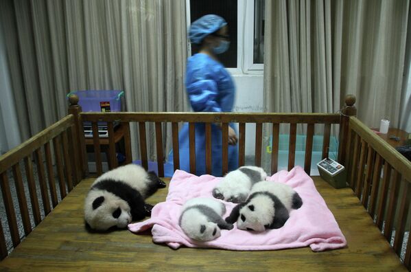 Prostor za razmnožavanje pandi u Čengdu, Kina. - Sputnik Srbija