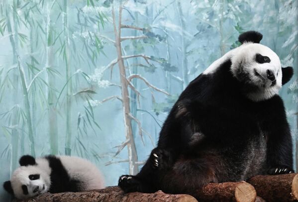 Panda Katjuša (levo) sa svojom majkom Dindin u velikom ograđenom prostoru Moskovskog zoološkog vrta. - Sputnik Srbija