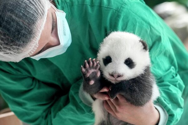 Zaposleni u Berlinskom zoološkom vrtu drži jedno od novorođenih blizanaca pandinih mladunčadi tokom predstavljanja medijima u Zoološkom vrtu u Berlinu, Nemačka, u utorak, 15. oktobra 2024. godine. - Sputnik Srbija