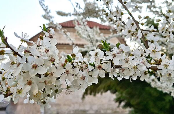 Званично, пролеће нам стиже у  петак, 20. марта 2026. тачно у петнаест часова и 46 минута.  - Sputnik Србија