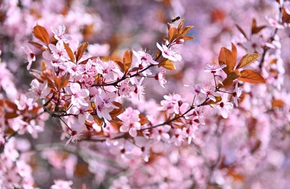 Али расцветале крошње не маре за званичне најаве, већ нам својим раскошним цветним аранжманима најављују да је пролеће стигло - Sputnik Србија