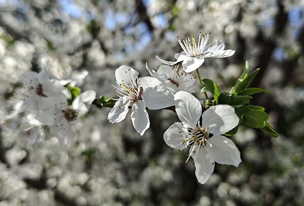 Џанарика или обична шљива нас својим раскошним цветовима обрадује у рано пролеће. - Sputnik Србија