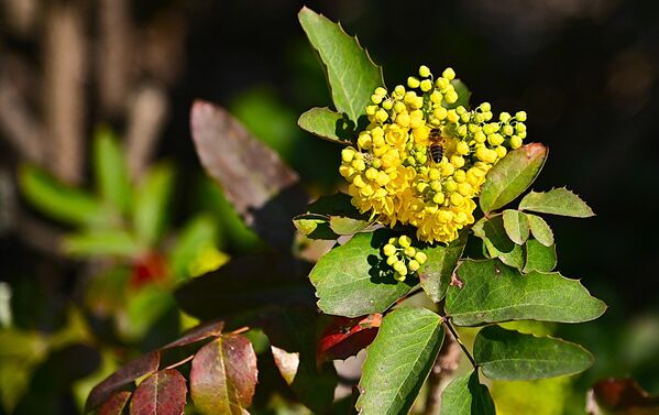 Жути цветни грозд зимзеленог жбуна Махоније, привукао је ову вредну пчелицу - Sputnik Србија