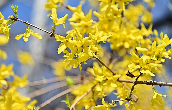 Форзитија је јако попиларан украсни грм који води порекло из источне Азије, али се одомаћио у нашим крајевима.Препознатљив је по својим  јарко жути цветовима који се појављују пре листова - Sputnik Србија