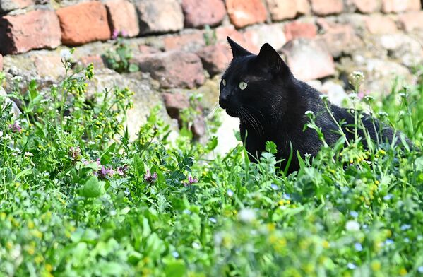Сунчеви зраци не измамљују напоље само људе већ и животиње, попут овог црног мачка, који из зеленила вреба гуштере не би ли их уловио кад извире из пукотина зидина Београдске тврђаве  - Sputnik Србија