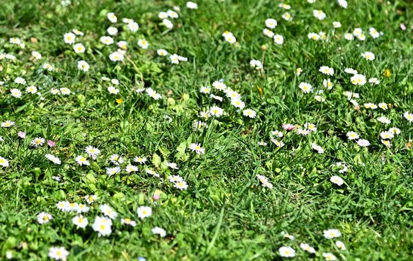 Већ са првим зрацима сунца, беле раде отварају своје цветне главице украшавајући трвањаке, ливаде, паркове...   - Sputnik Србија