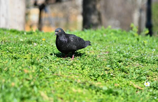 Док се мачак бави ловом, голуб испитивачки посматра објектив камере - Sputnik Србија