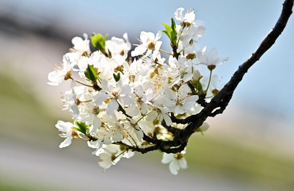 Чак и да не гледате у календар, довољно је да провирите напоље и осетићете мирис пролећа. - Sputnik Србија
