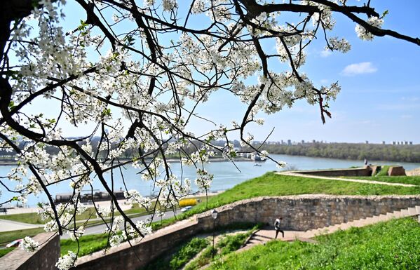 Поглед на сусретање Саве и Дунава испод једне од расцветалих крошње унутар Београдске тврђаве - Sputnik Србија