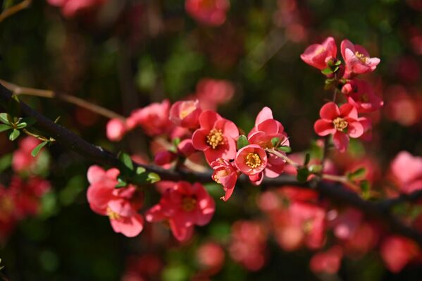 Цветови Јапанске дуње. Овај жбун је још један од  „весника пролећа“, чији се живописне цветови у облику чаше  отварају у рано пролеће пре него што се листови потпуно појаве. - Sputnik Србија