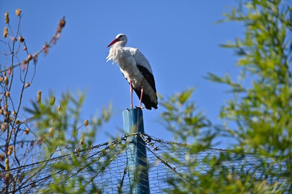 Расветале крошње, цвркут птица, мирисни зумбули, зујање пчела док лете са цвета на цвет, ништа тако не симолизује долазак пролећа, него повратак рода. А ова горда перната лепотица (или лепотан) дефинитивно нам говори: пролеће је стигло. - Sputnik Србија