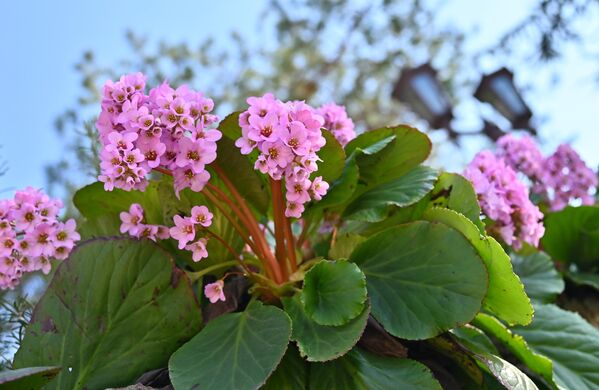 Бергенија, позната као Слонове уши због облика својих великих, кожастих листова - Sputnik Србија