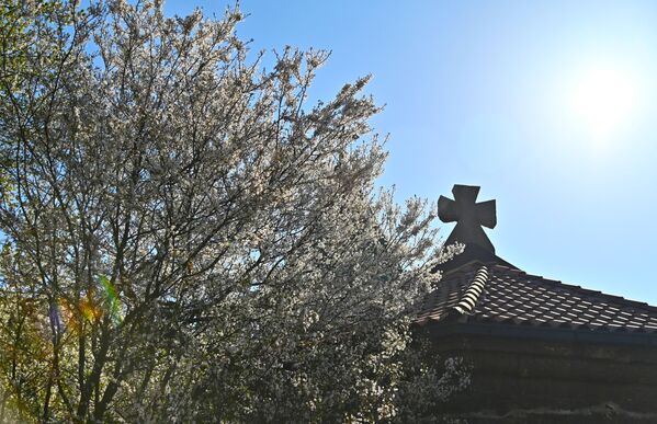 Расцветала крошња изнад крова цркве Ружица  - Sputnik Србија