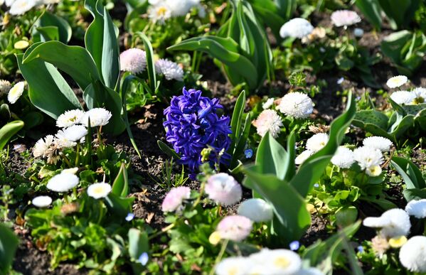 Зумбули важе за најлепше и свакако најмирисније веснике пролећа. - Sputnik Србија