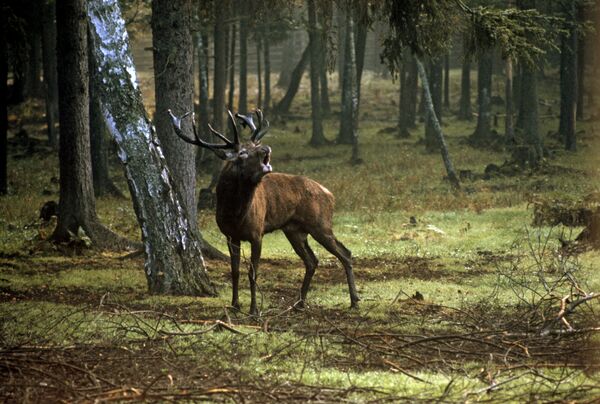 Јелен у шуми државног резервата дивљачи Беловешка пушта. - Sputnik Србија