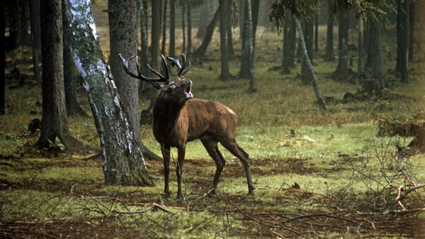 Blagorodnый olenь v lesu Gosudarstvennogo zapovedno-ohotničьego hozяйstva Belovežskaя puщa - Sputnik Srbija