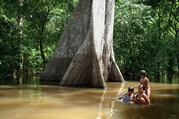 Амазонска прашума. - Sputnik Србија