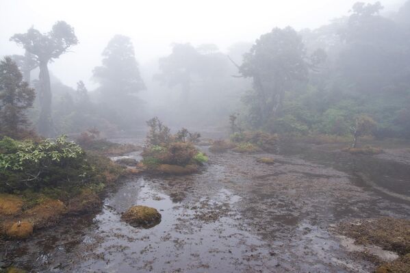 Кохана но Егава је влажно подручје на острву Јакушима, у префектури Кагосхима, Јапан, познато по богатству биљних и животињских врста које су преживеле векове у нетакнутој природи. - Sputnik Србија