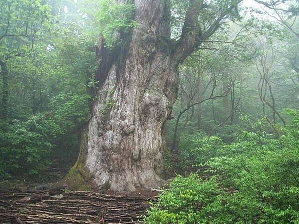 Џомонсуги на острву Јакушима у Јапану једно је од најпознатијих и најстаријих стабала у земљи. Реч је о највећем примерку јакусугија — древне врсте јапанског кедра. Процењује се да је стар између 2.000 и чак 7.000 година. - Sputnik Србија