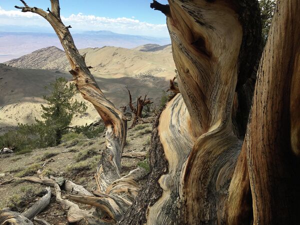 Древна шума бора Бристлкоун дом је најстаријих стабала на свету. Фотографија је снимљена на надморској висини од 3300 метара. - Sputnik Србија