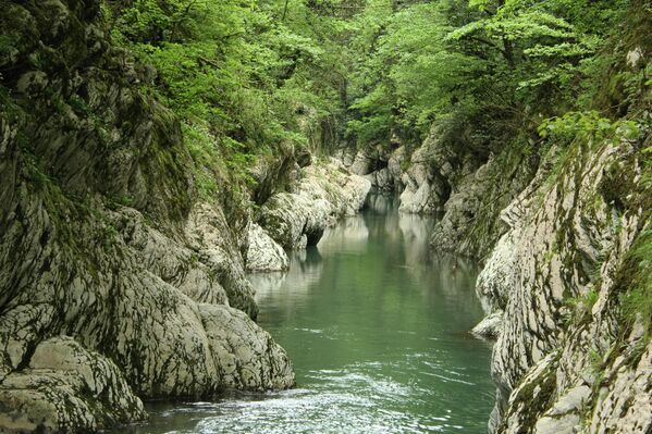 Шума тисе и шимшира, која се простире на око 300 хектара, налази се километар узводно од насеља Хоста, у Хостинском округу Сочија, у Краснодарском крају. - Sputnik Србија