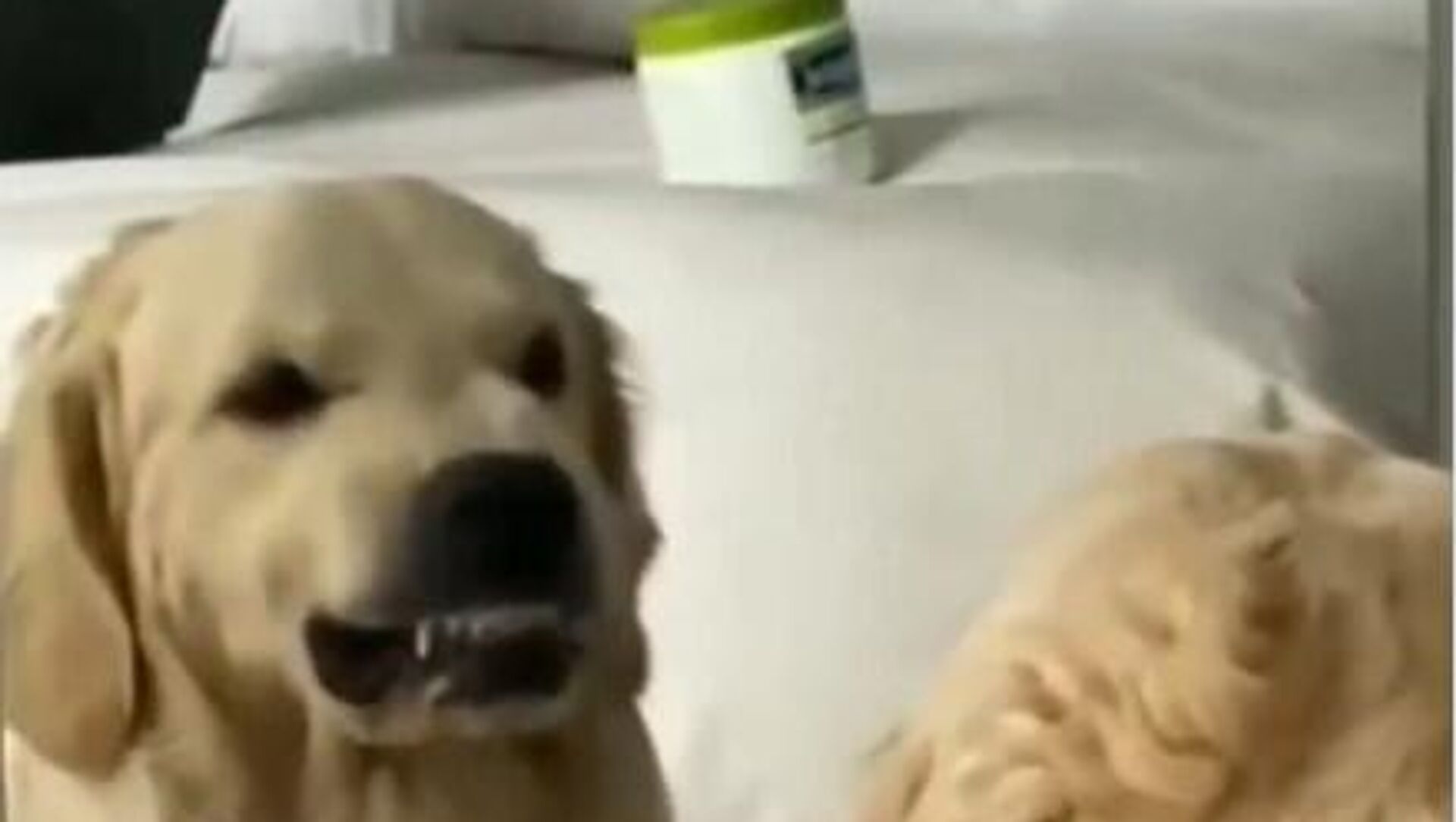 Ретривер Ретривер - Sputnik Србија, 1920, 22.03.2026