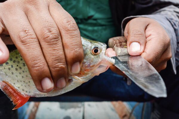 Риба из реке Амазон у Колумбији. - Sputnik Србија