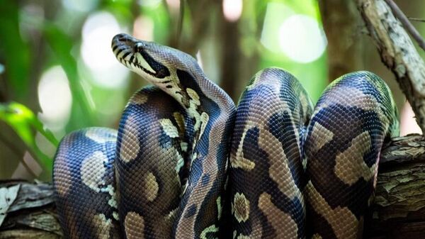 Шта су научници открили у молекулу који се појављује у телу питона после оброка