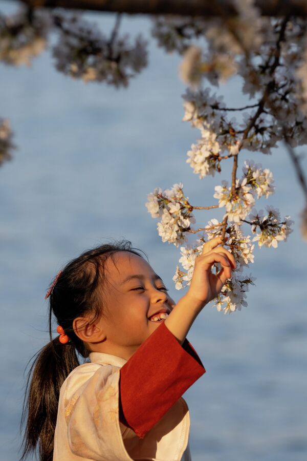 Девојчица ужива у цвету трешњи током врхунца цветања у Вашингтону. - Sputnik Србија