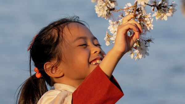 Cvetenie sakurы, Vašington, SŠA - Sputnik Srbija