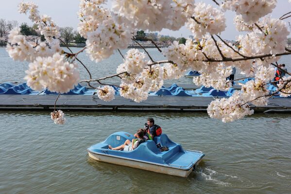 Људи се возе чамцем на обали Плиме док цветови трешње достижу врхунац цветања. - Sputnik Србија