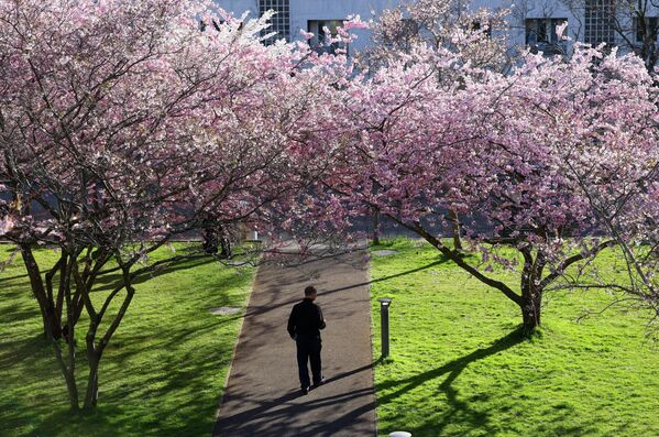 Човек шета испод рано цветајућих стабала трешања у парку Мон-Репо у Лозани. - Sputnik Србија