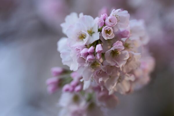 Цветови су веома краткотрајни, обично трају око једне до две недеље пре него што почну да опадају. - Sputnik Србија