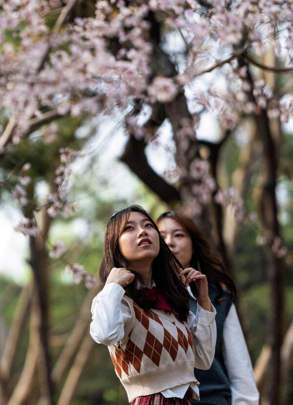 Шетња међу цветајућим дрвећем током сезоне цветања трешње у парку, у Пекингу. - Sputnik Србија