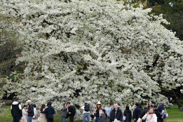 Процветала трешња Амаги Јошино у башти Царске палате у Токију - Sputnik Србија