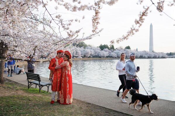 Пар се фотографише у традиционалној одећи, испод процветале трешње у Вашингтону.   - Sputnik Србија