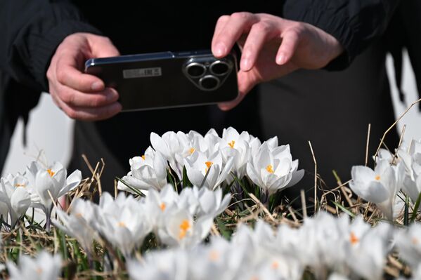 Цветање шафрана у Москви. - Sputnik Србија