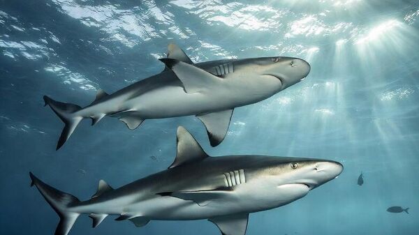 ajkule - Sputnik Srbija