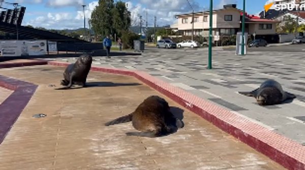  - Sputnik Србија