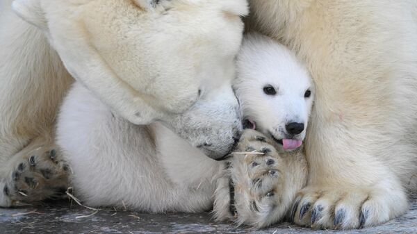 Белая медведица Герда с медвежонком, родившимся 7 декабря 2025 года в вольере Новосибирского зоопарка - Sputnik Србија