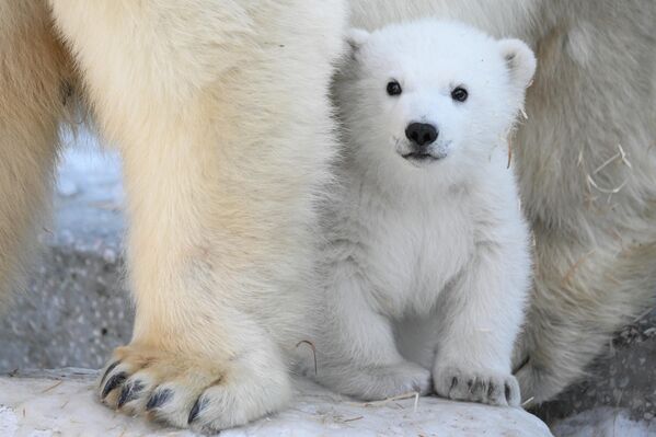 Поларни медвед Герда са својим младунчетом, рођеним 7. децембра 2025. године, у ограђеном простору Новосибирског зоолошког врта Р.А. Шило. - Sputnik Србија