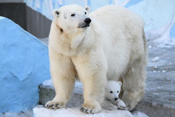 После скоро четири месеца, мали медведић почео је да шета по свом ограђеном простору са мајком - Sputnik Србија