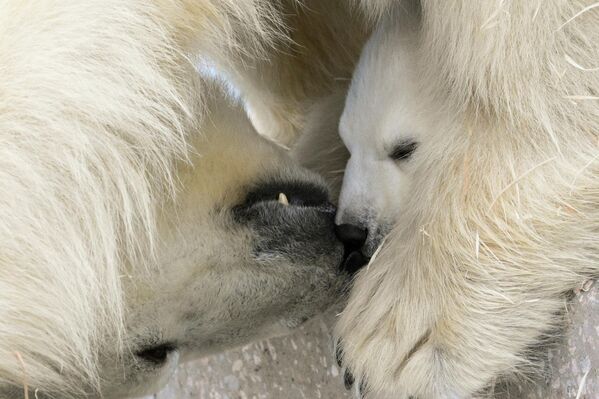 „Младунче се добро осећа, здраво је, активно и радознало истражује свет око себе. Већ је јасно да је наследио снагу и шарм оба родитеља“, наводи се у саопштењу. - Sputnik Србија